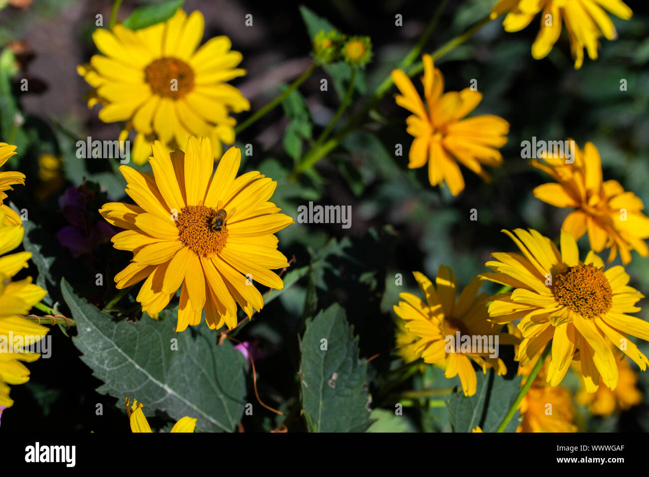 Blooming Heliopsis helianthoides blossom yellow flowers. A herbaceous