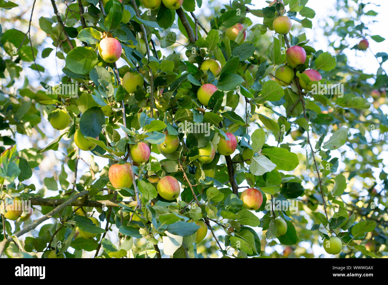 Geheimrat Dr. Oldenburg, German apple cultivar, Germany, Europe Stock Photo