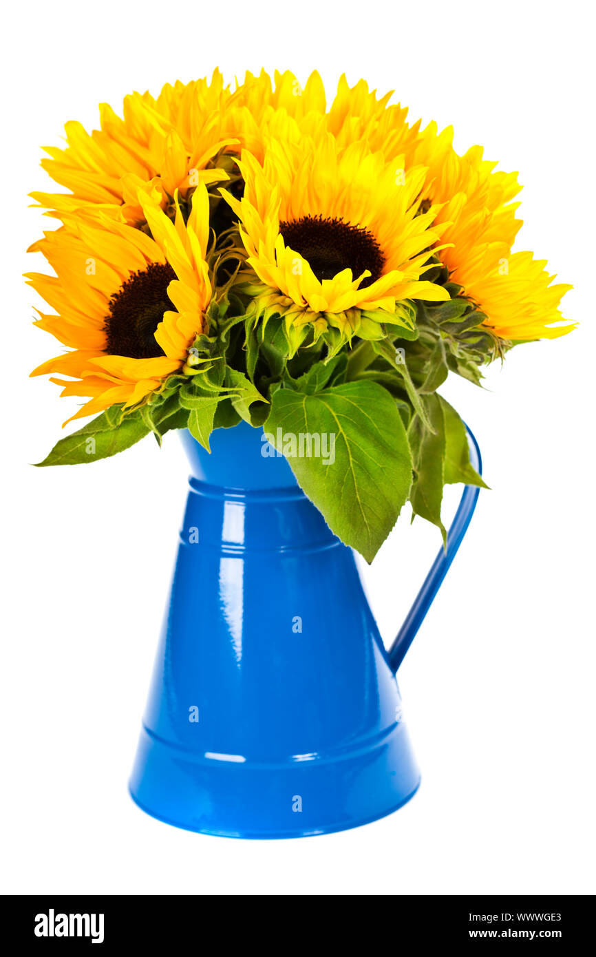 Sunflowers in a vase over white Stock Photo - Alamy