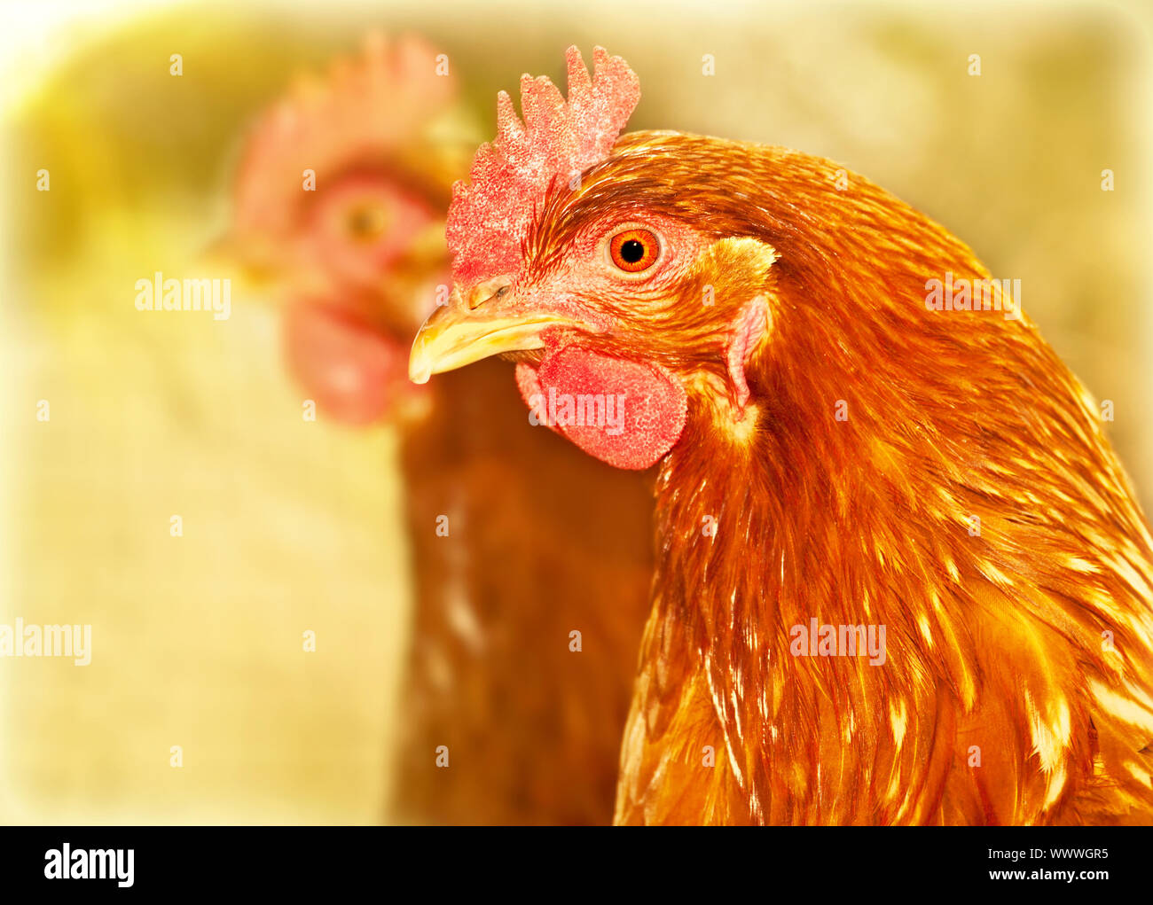 Chicken portrait, brown big bird outdoor, livestock farm land, animal
