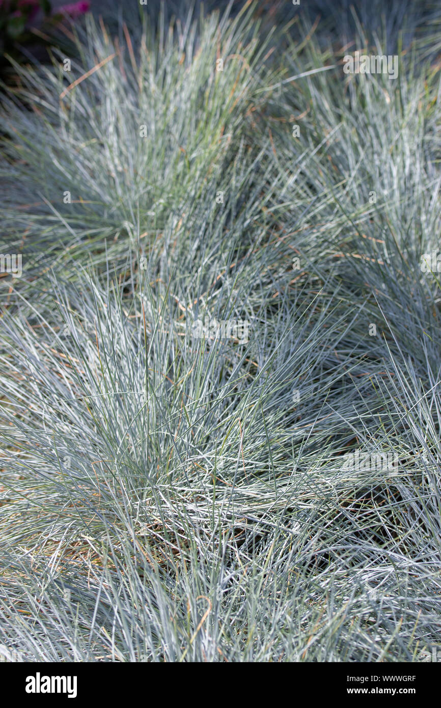 Intense Blue herbaceous plant Poaceae Cereal. Ornamental grass for garden decoration Blue-gray fescue, vertical background Stock Photo
