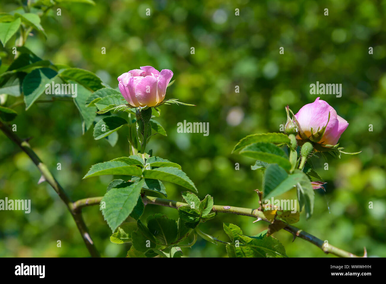 DAWN BLOOM - Wild Roses Original