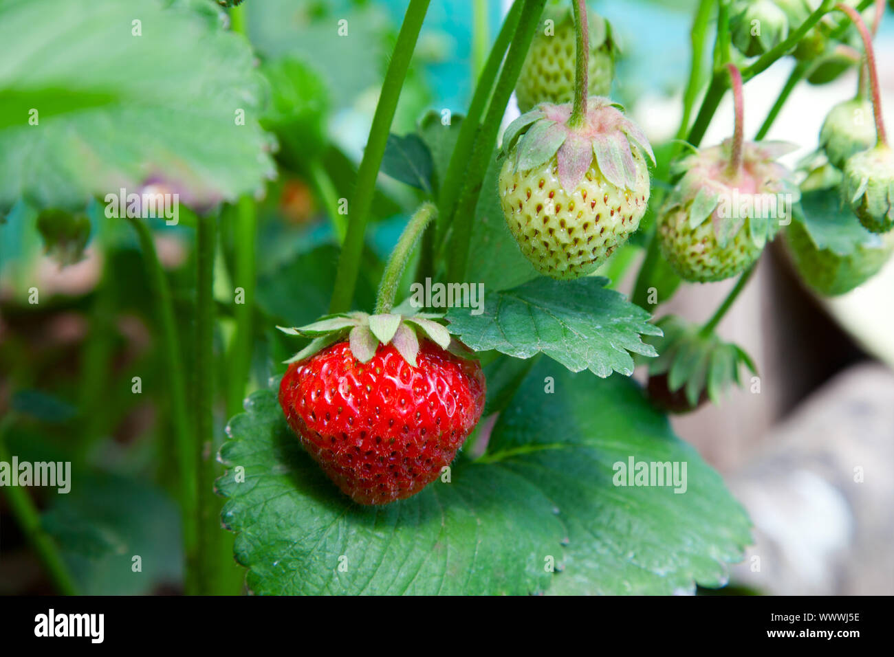 Closeup of fresh organic strawberries growing on the vine Stock Photo ...