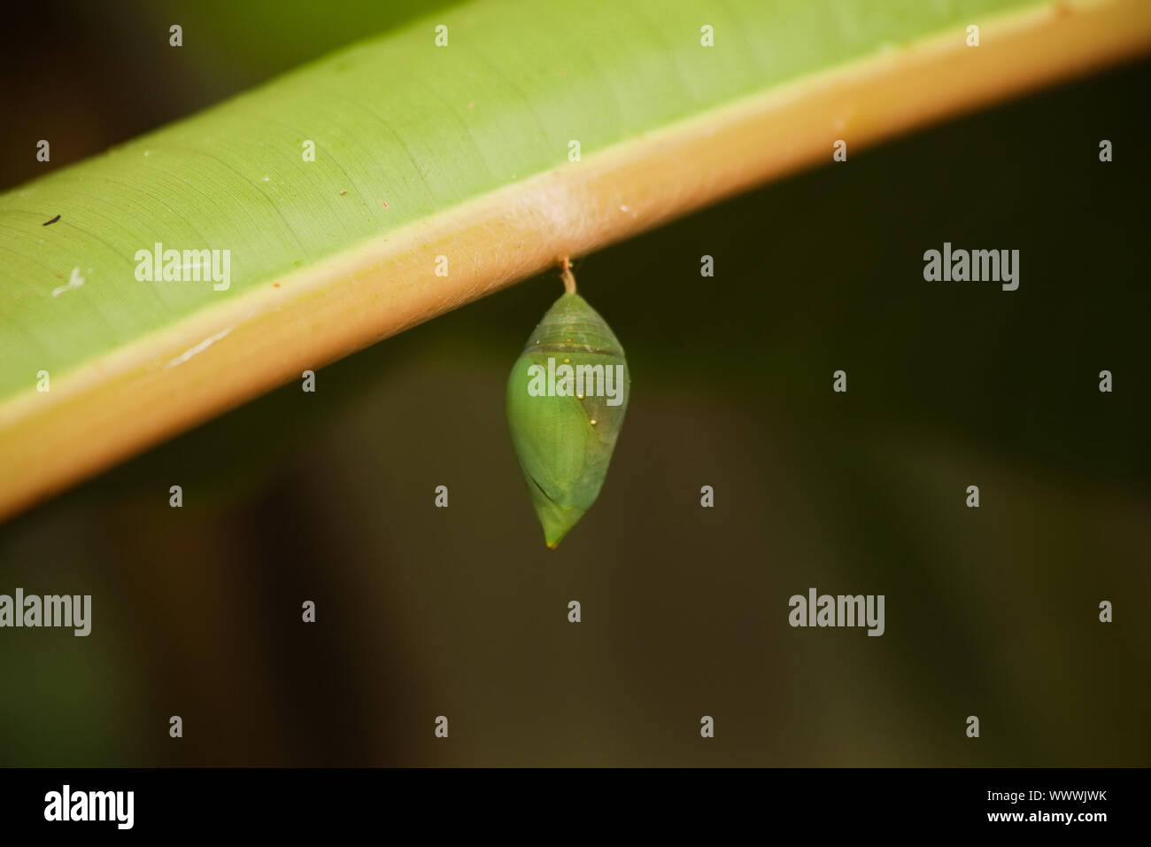 Single green butterfly cocoon hanging from a leaf waiting for blue