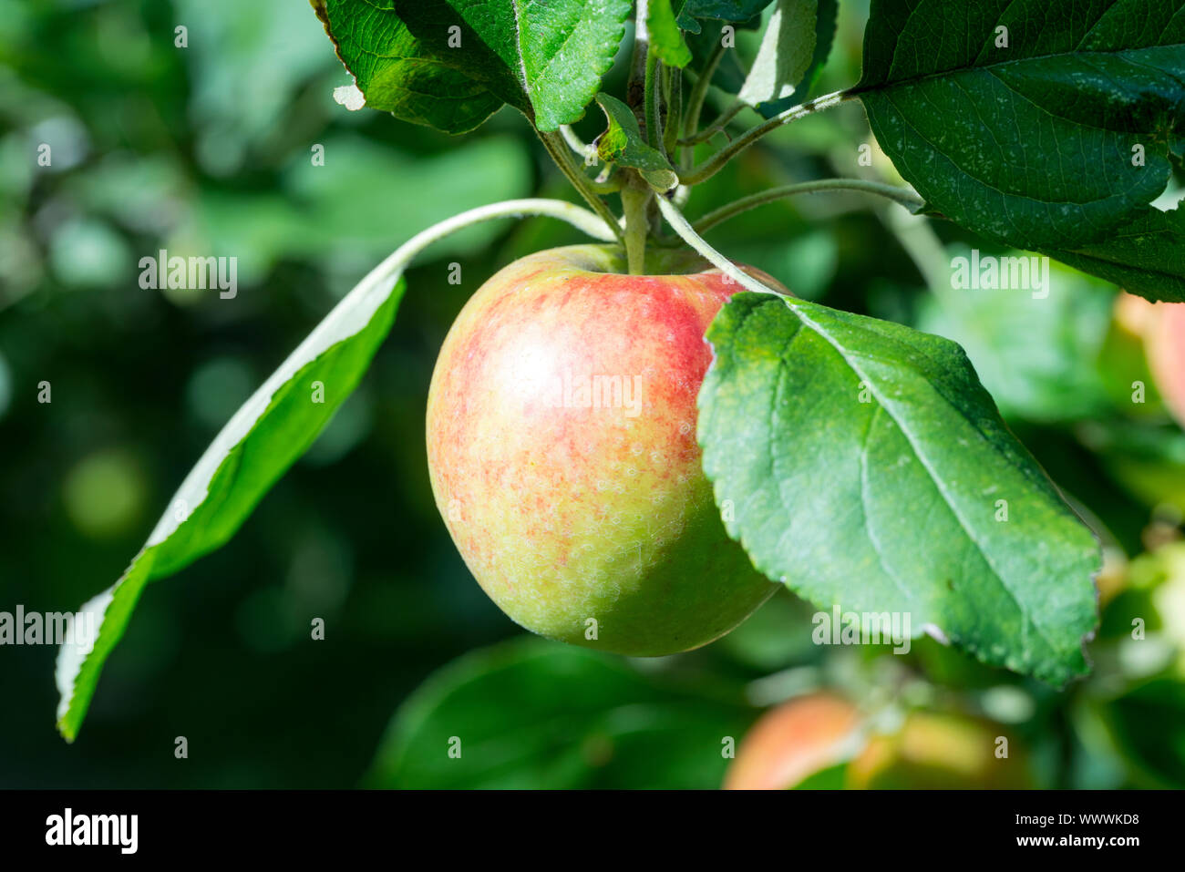 Geheimrat Dr. Oldenburg, German apple cultivar, Germany, Europe Stock Photo