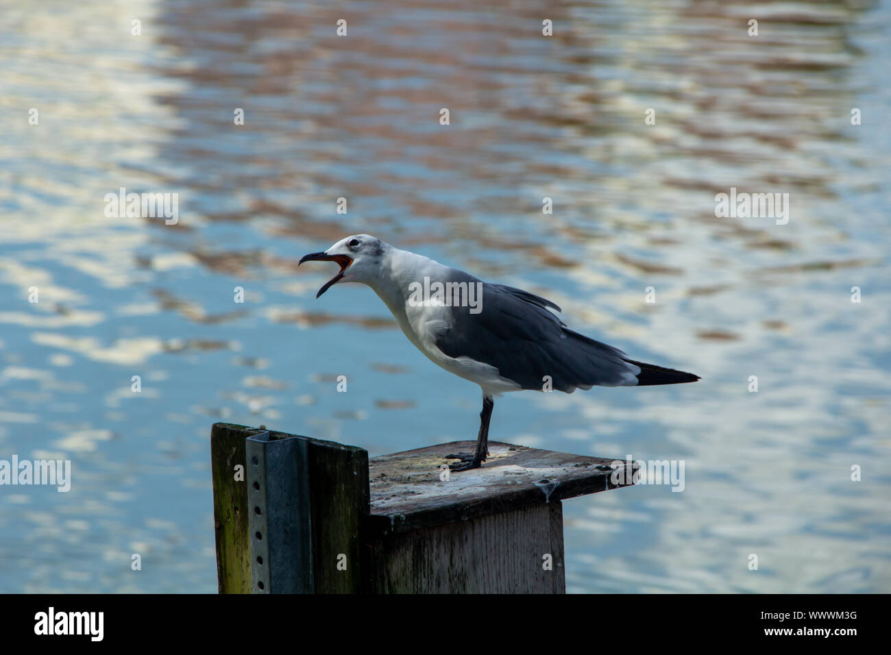 A Seagull is yelling unhappily by the lake Stock Photo