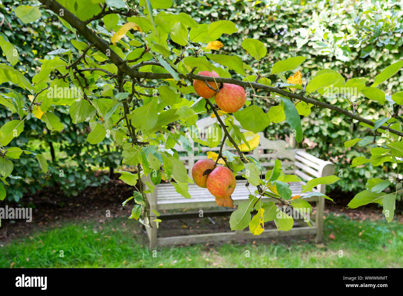 Red Boskoop, German apple cultivar, Germany, Europe Stock Photo