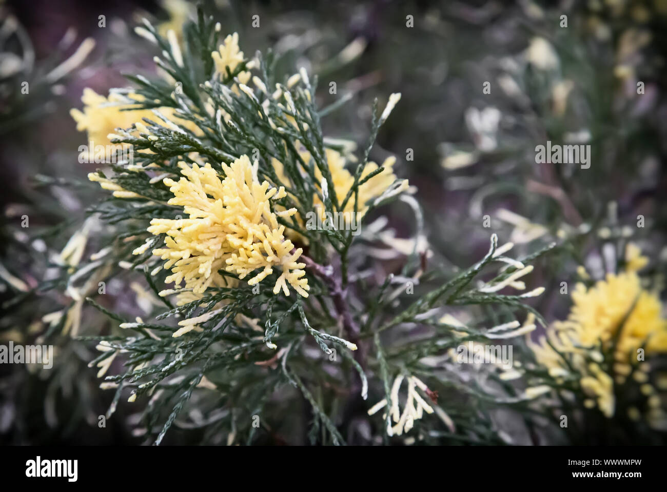 The juniper tree with beautiful branches. Stock Photo