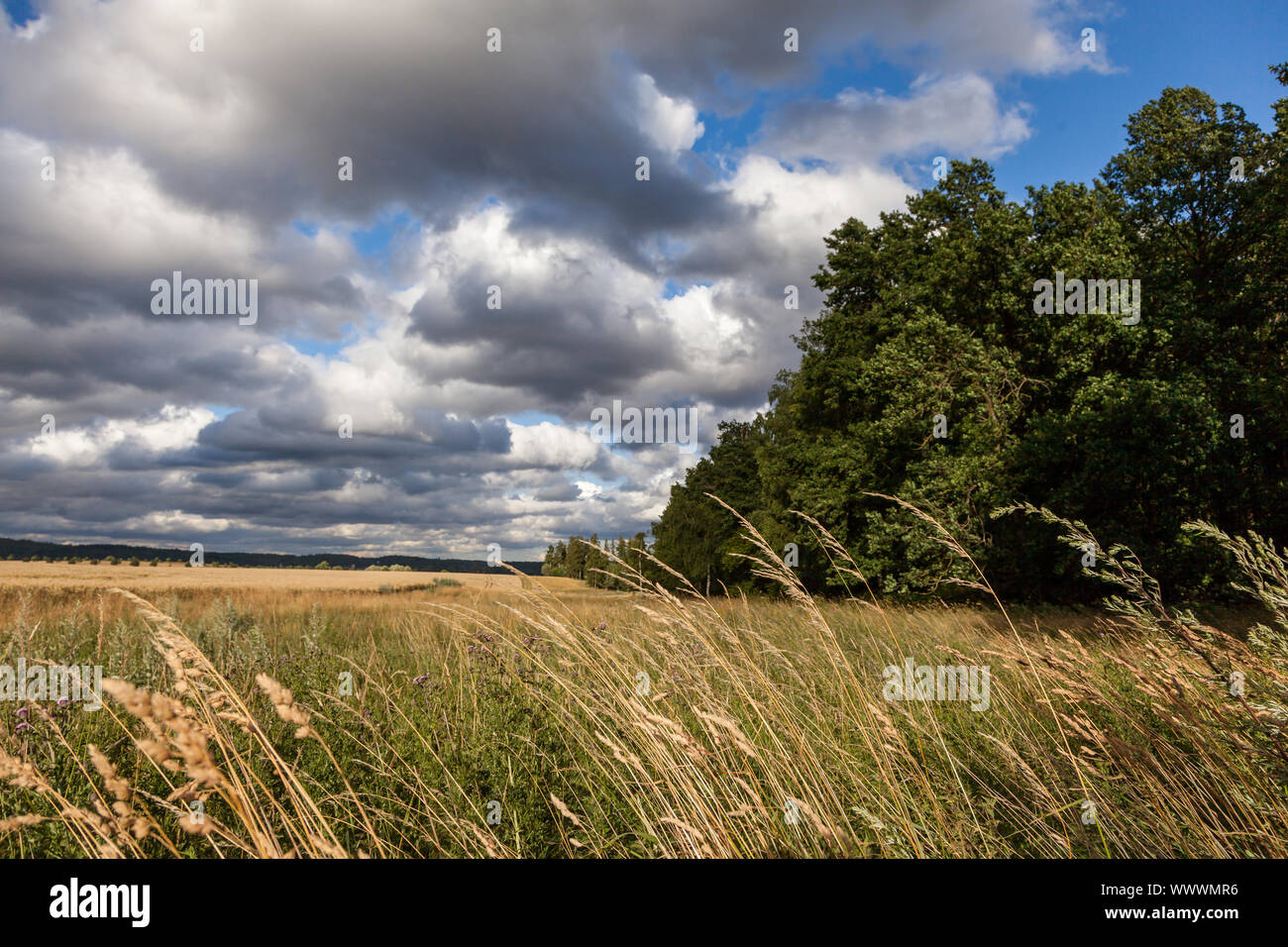 Grain field with sky Stock Photo