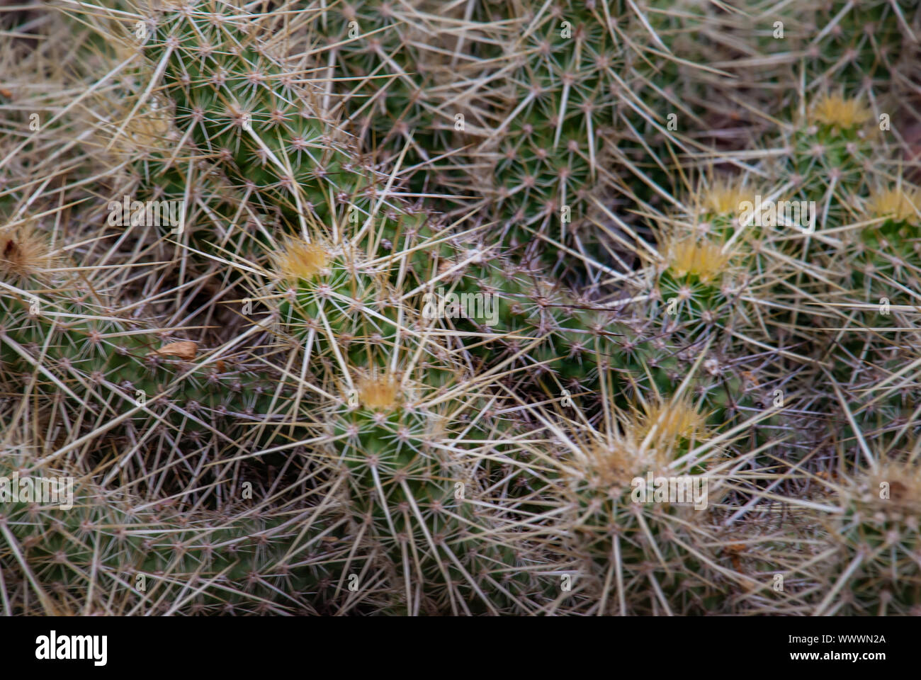 Cactus. Echinocereus brandegeei  in the garden, background on full screen. Stock Photo