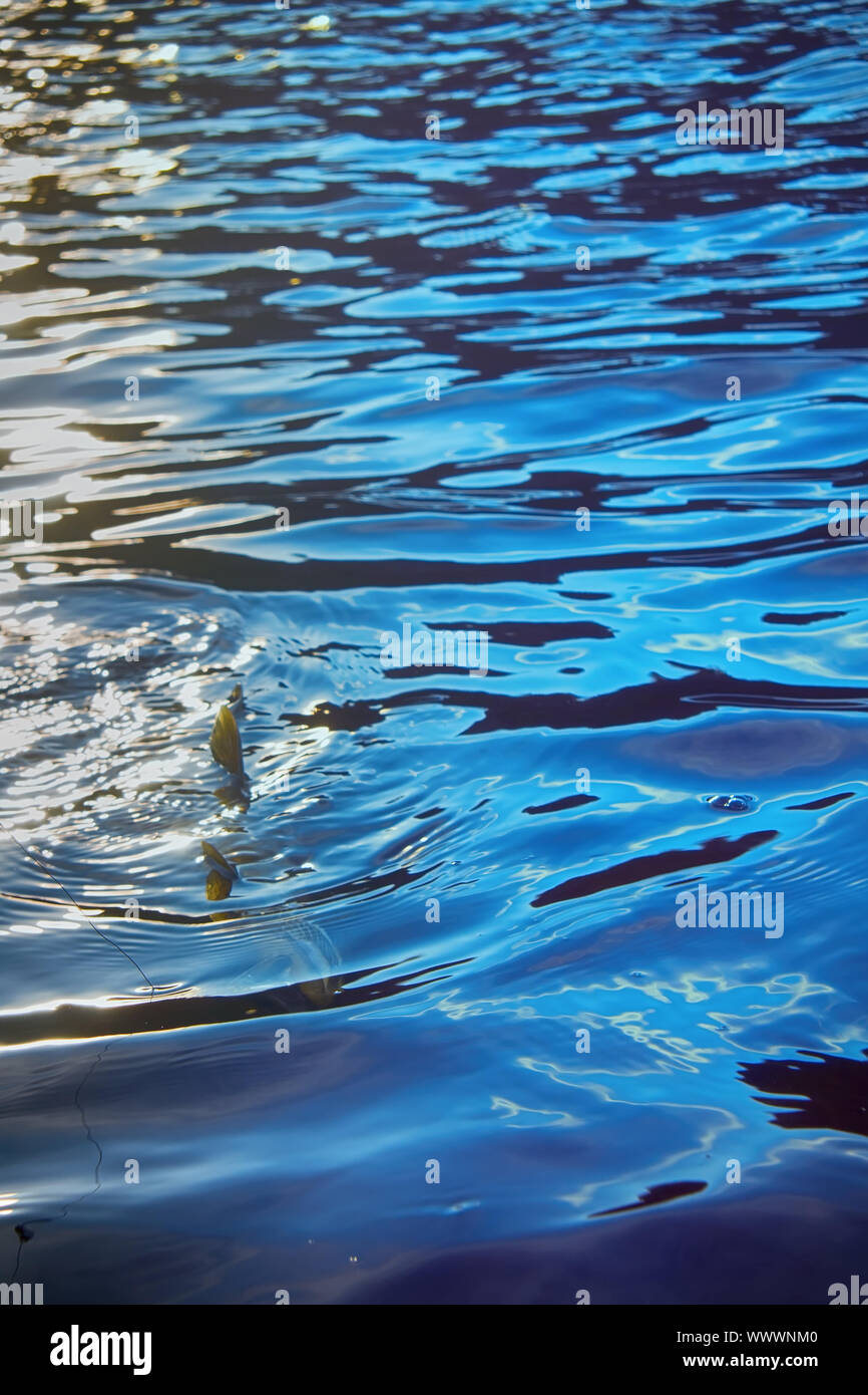 Brook trout caught on rotating spinner Stock Photo