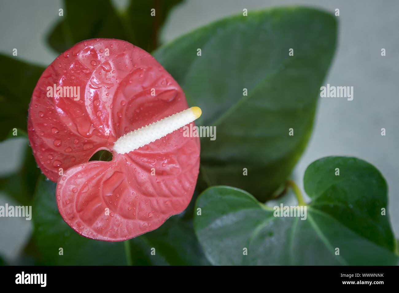 Beautiful bright red flower of Anthurium. Stock Photo