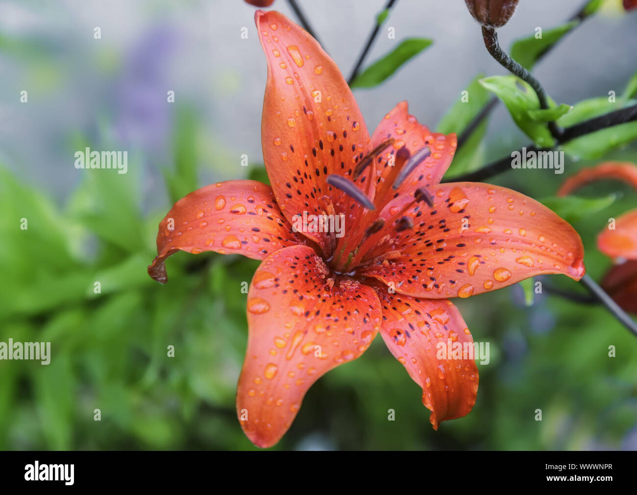 Lilies plants shrubs hires stock photography and images Alamy