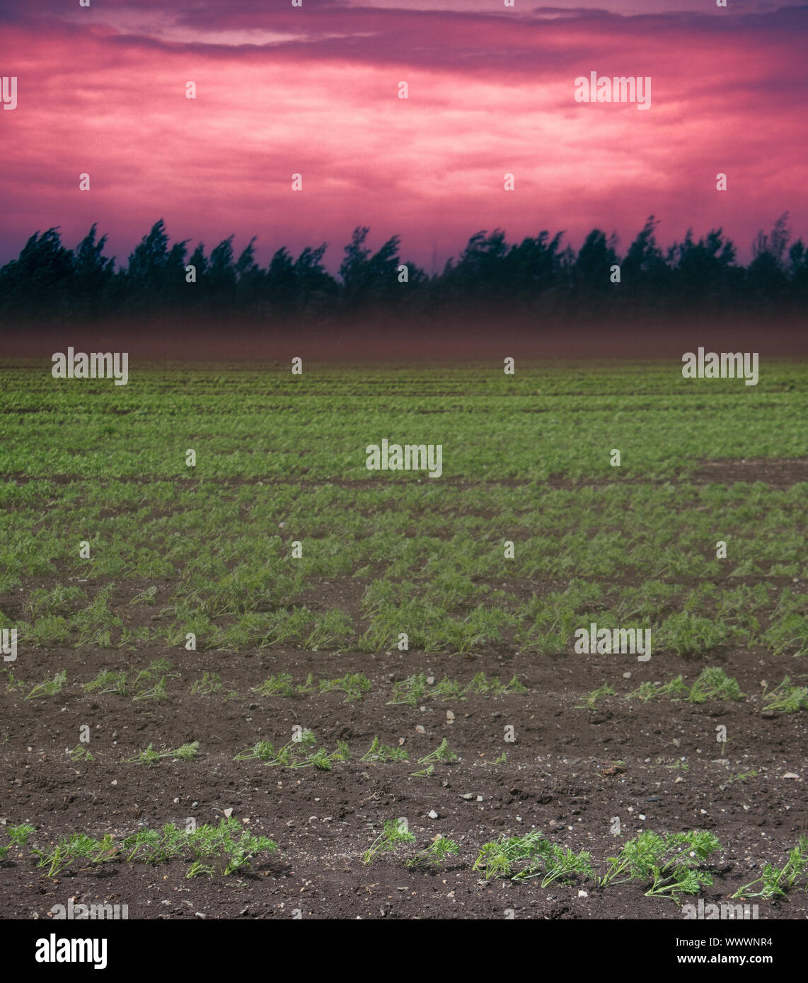 Everything is drowning in dense stream of dust Stock Photo Alamy