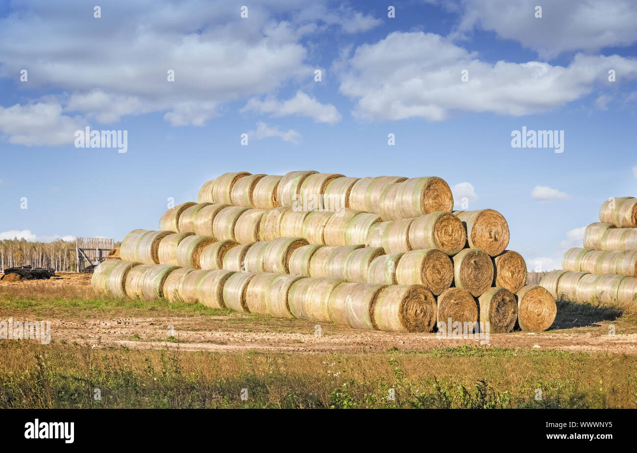 Hay bales for animal feed. Stock Photo