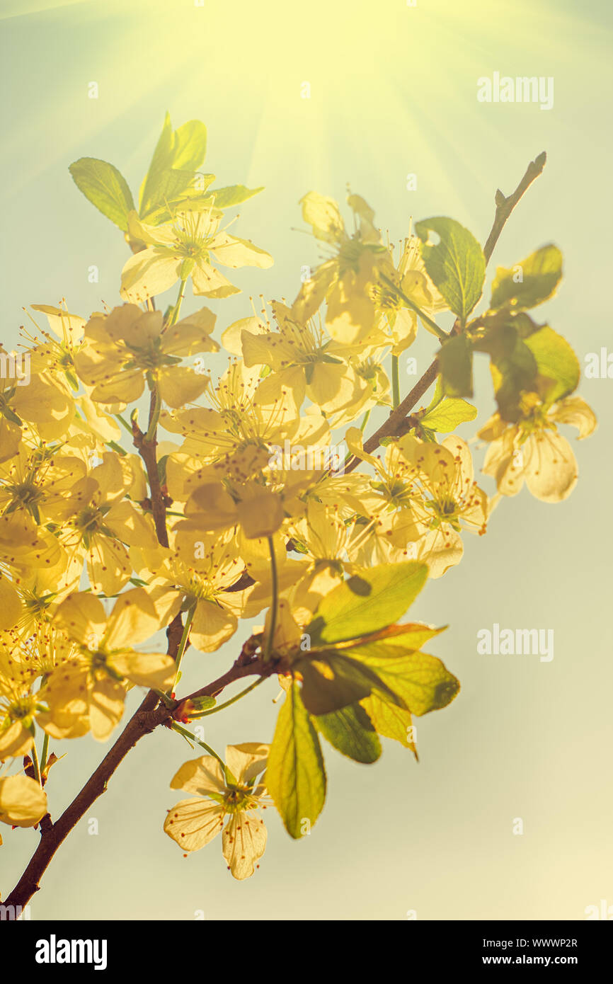 spring Apple orchard Stock Photo - Alamy