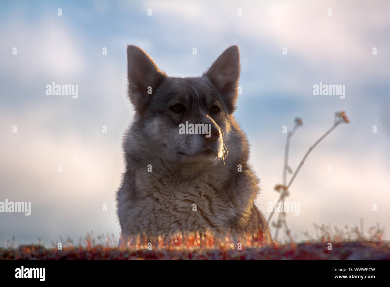 siberian wolfhound