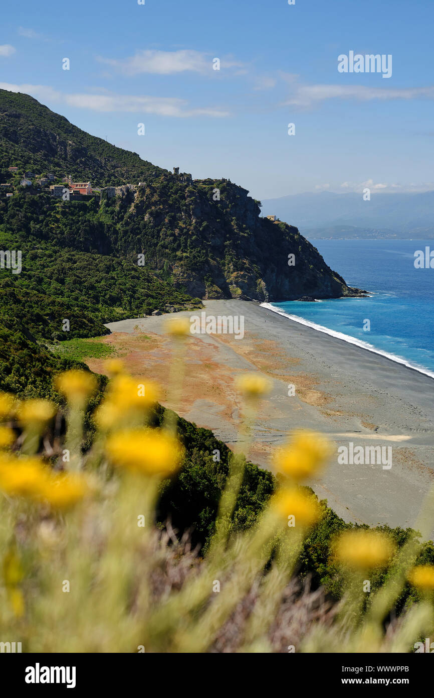 Nonza hilltop village and beach landscape in the Haute-Corse department Cap Corse north Corsica France with yellow flowers in the foreground. Stock Photo