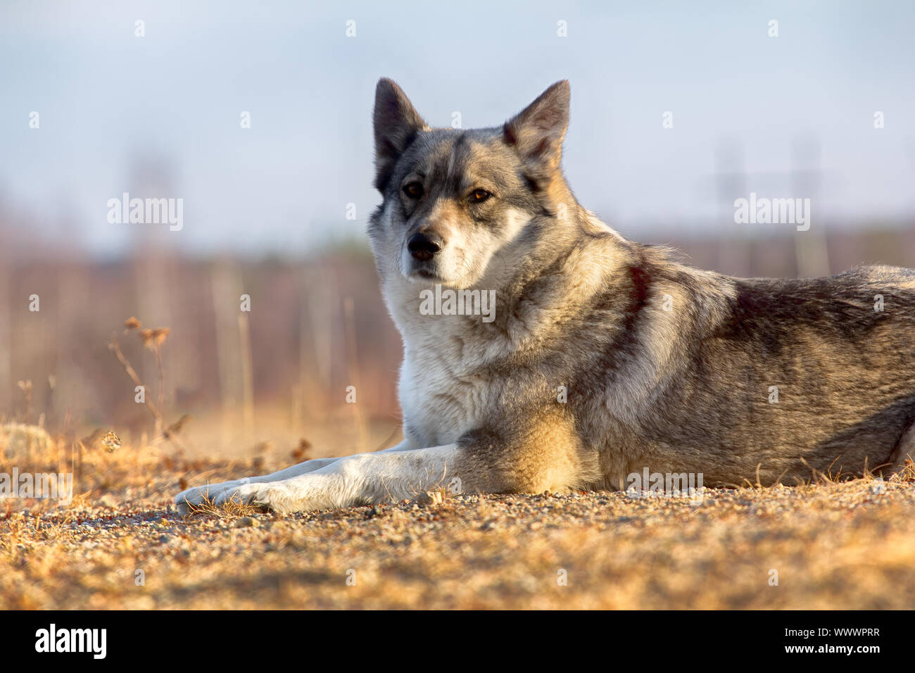 Siberian Wolfhound High Resolution 