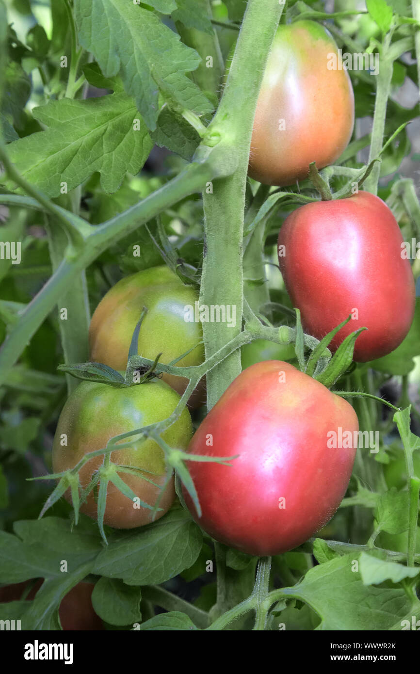Tomatoes ripen on the branches of a Bush. Stock Photo