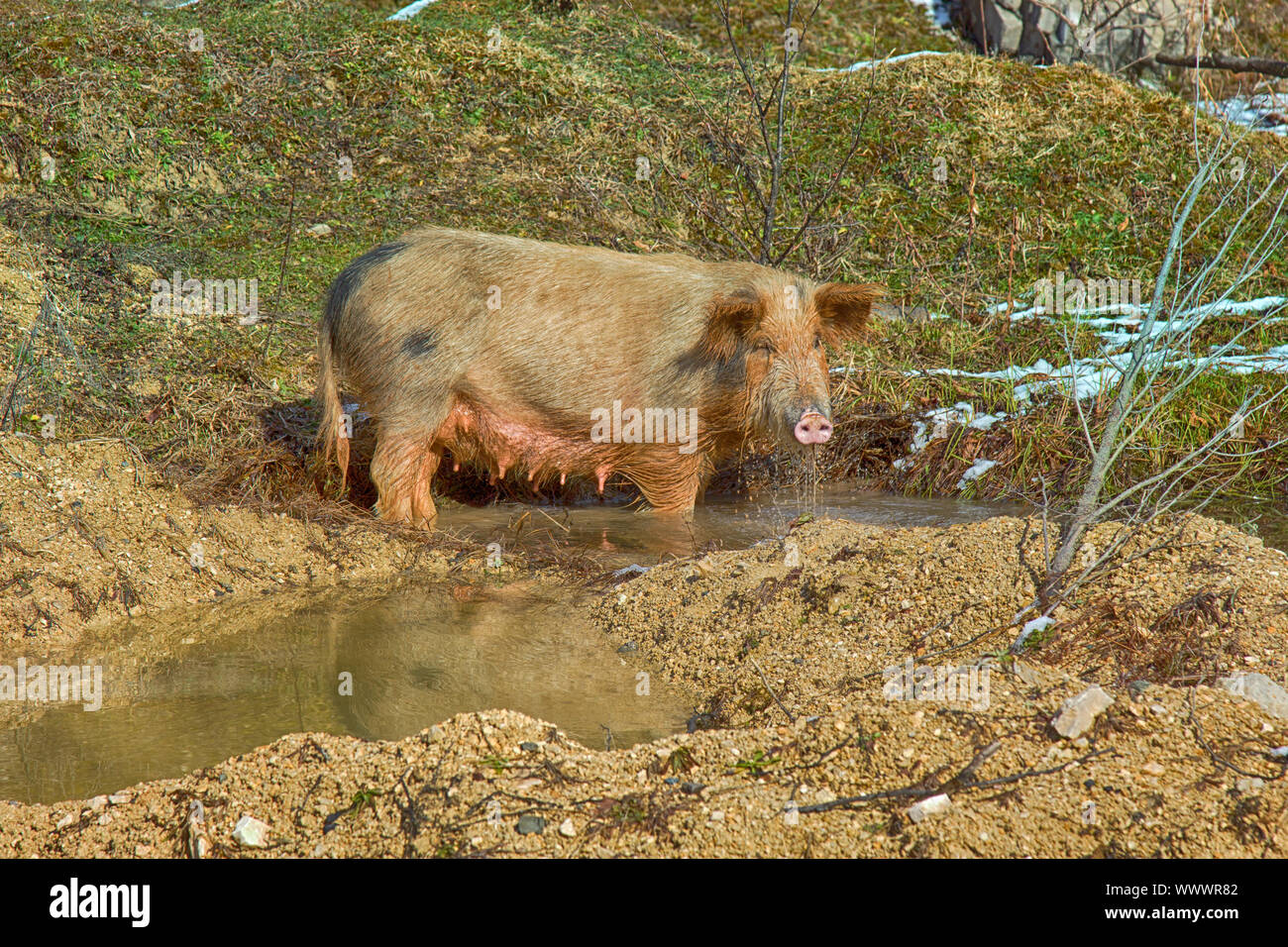 Pigs are free-living in the Caucasus Stock Photo