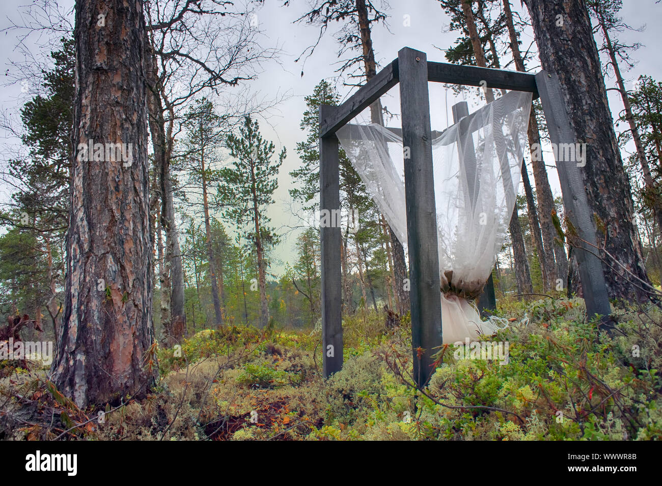Litter traps, taiga, lichen pine forest Stock Photo