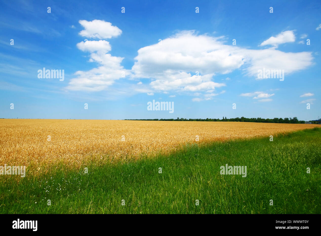 Wheat field with blue sky and clouds Stock Photo - Alamy