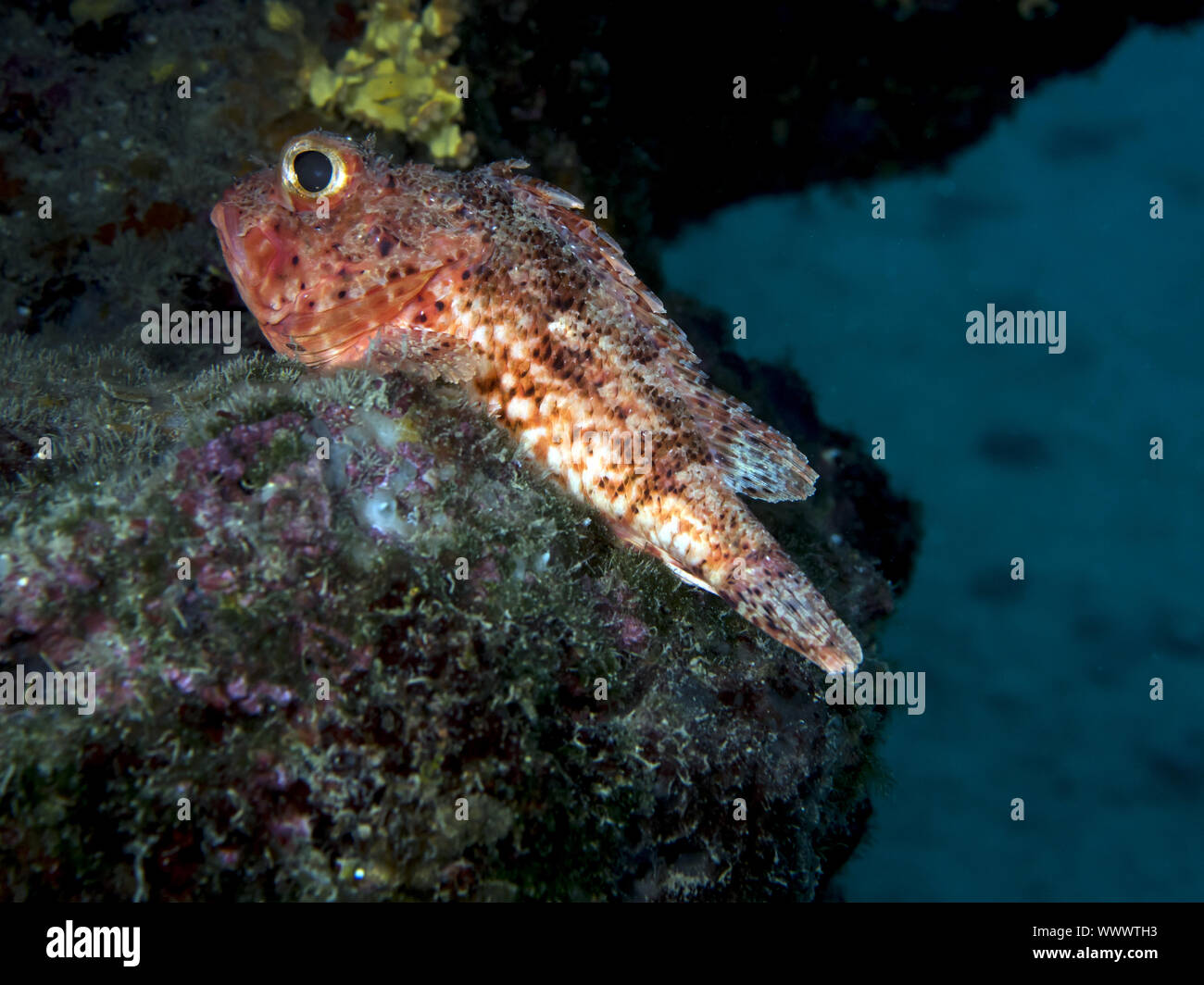 Small red scorpionfish Stock Photo