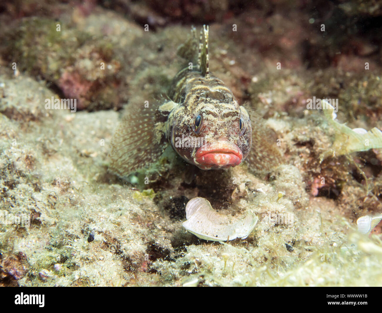 Red-mouthed goby Stock Photo