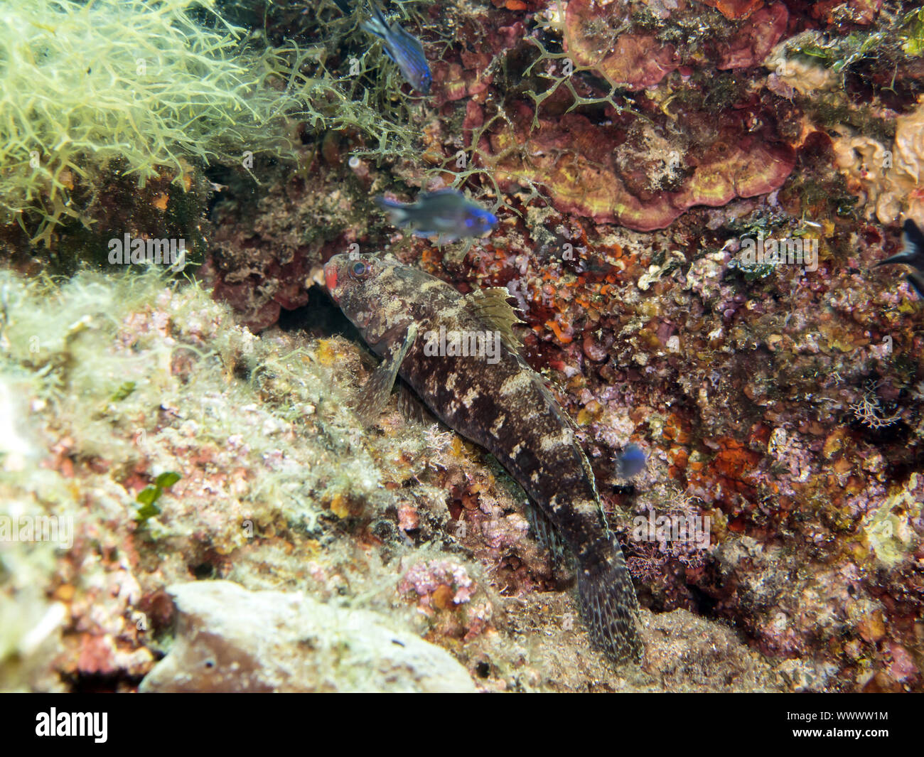 Red-mouthed goby Stock Photo