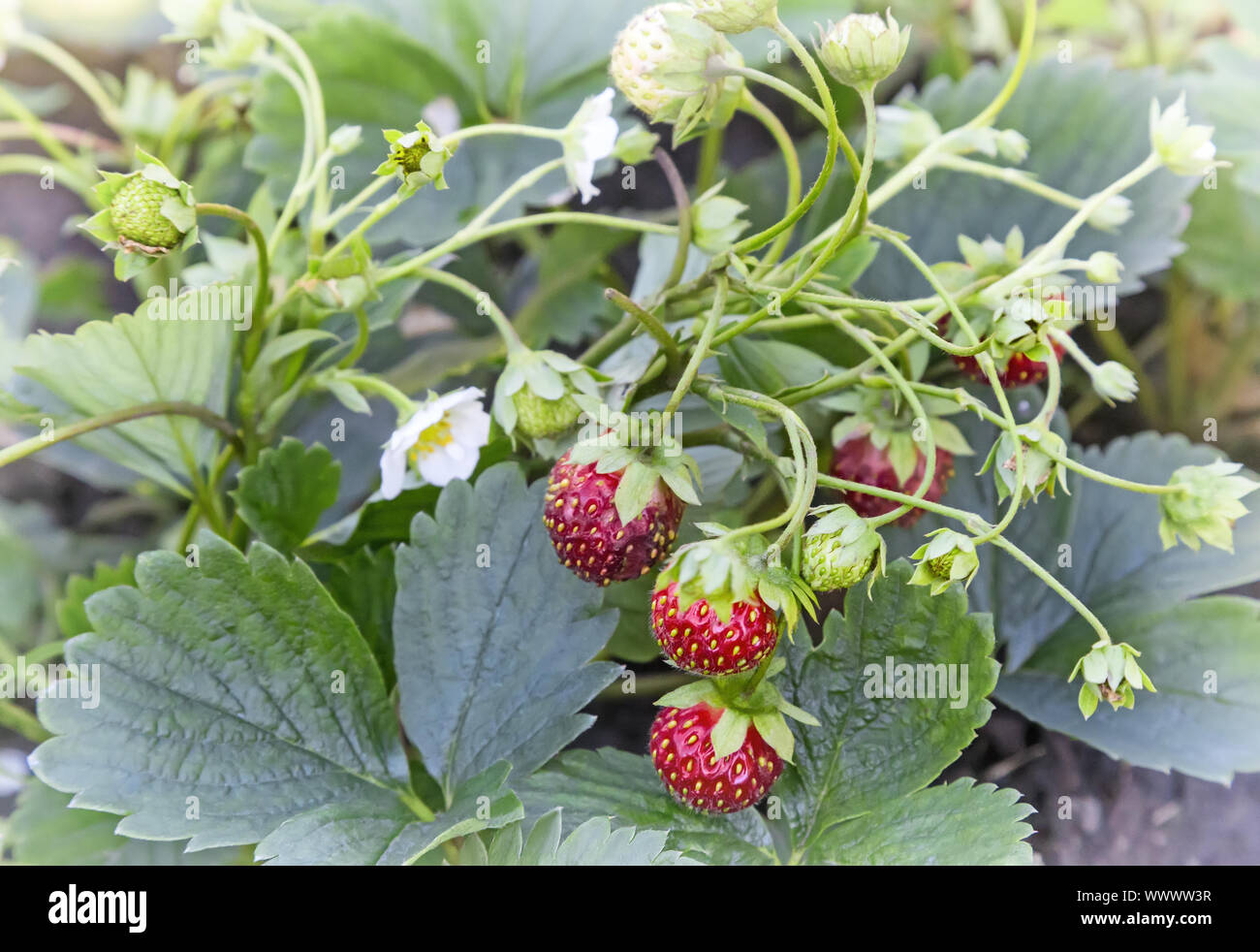 Strawberry ripe berries in the garden Stock Photo - Alamy