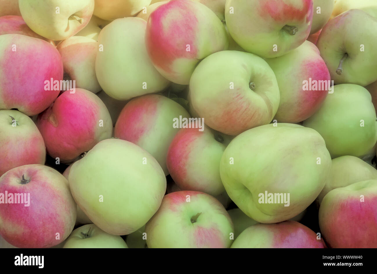 Large ripe apples , photographed close up. Stock Photo