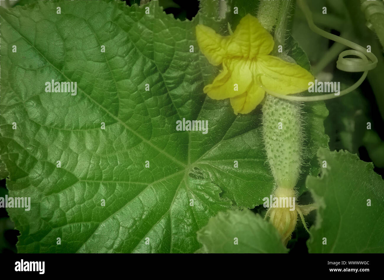 Flower of cucumber growing cucumber Stock Photo Alamy