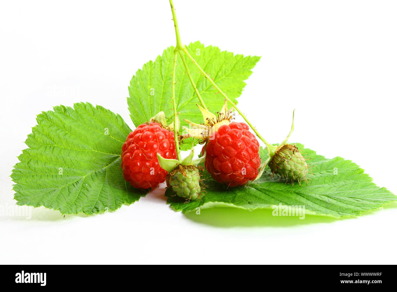 raspberry and green isolated on white background Stock Photo - Alamy