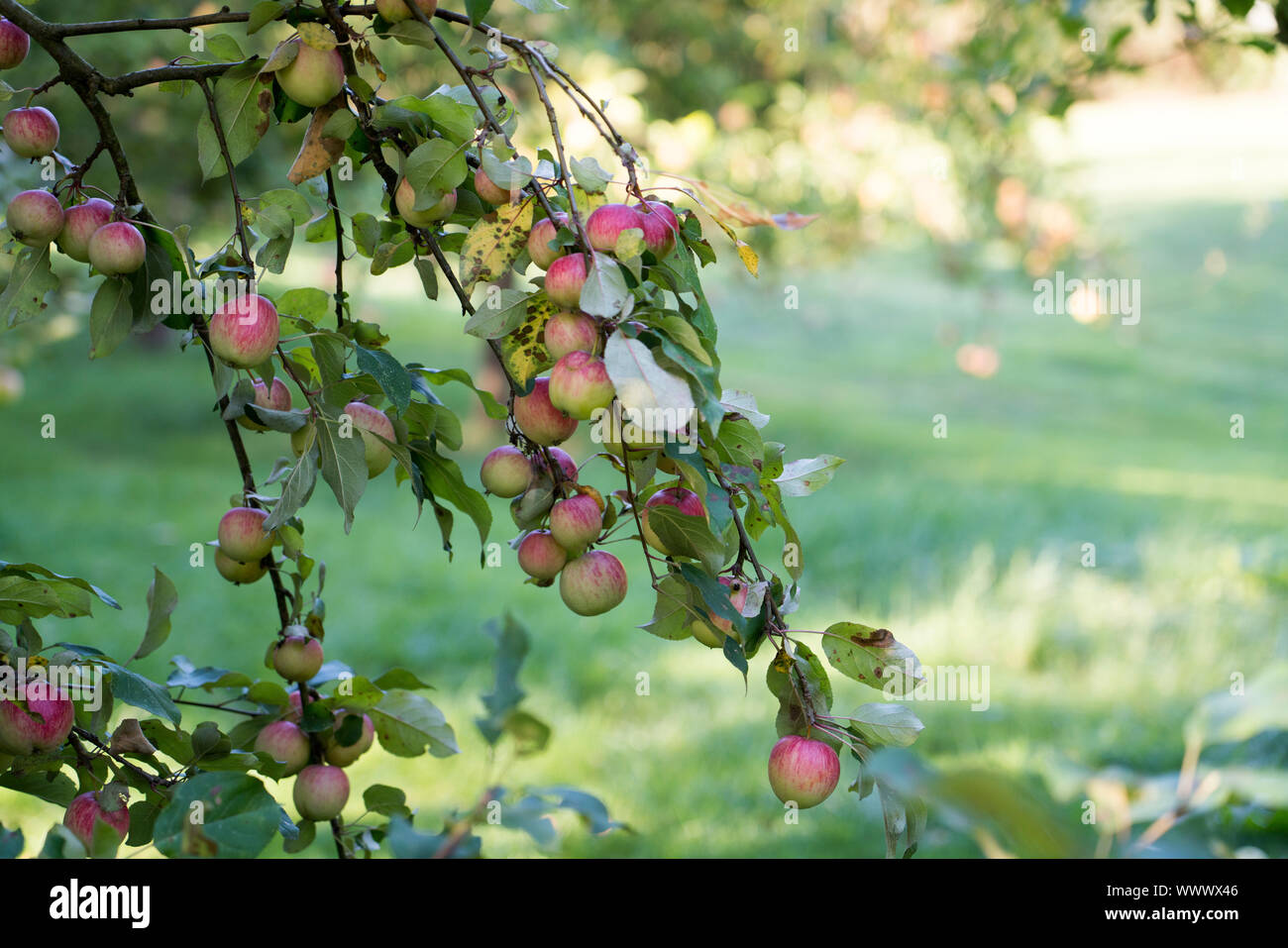 Schöner von Herrnhut; Herrnhut, German apple cultivar, Germany, Europe Stock Photo