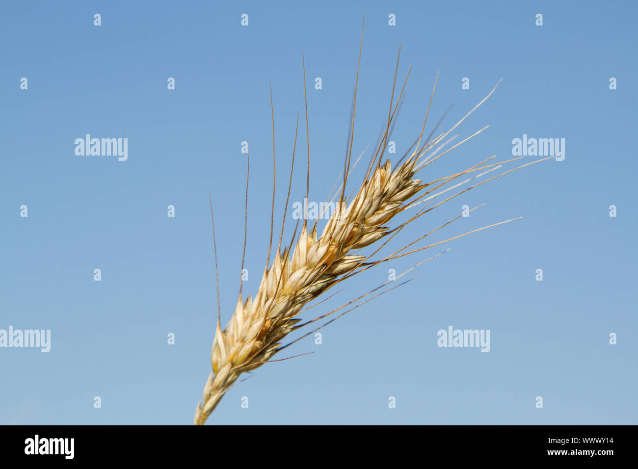 Corn stalk against blue sky Stock Photo