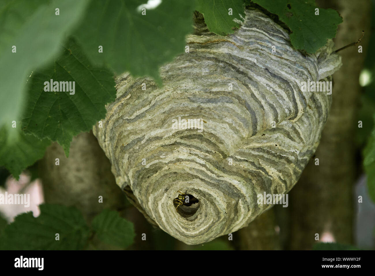 Wasp nest in natural environment Forest under leaves Stock Photo
