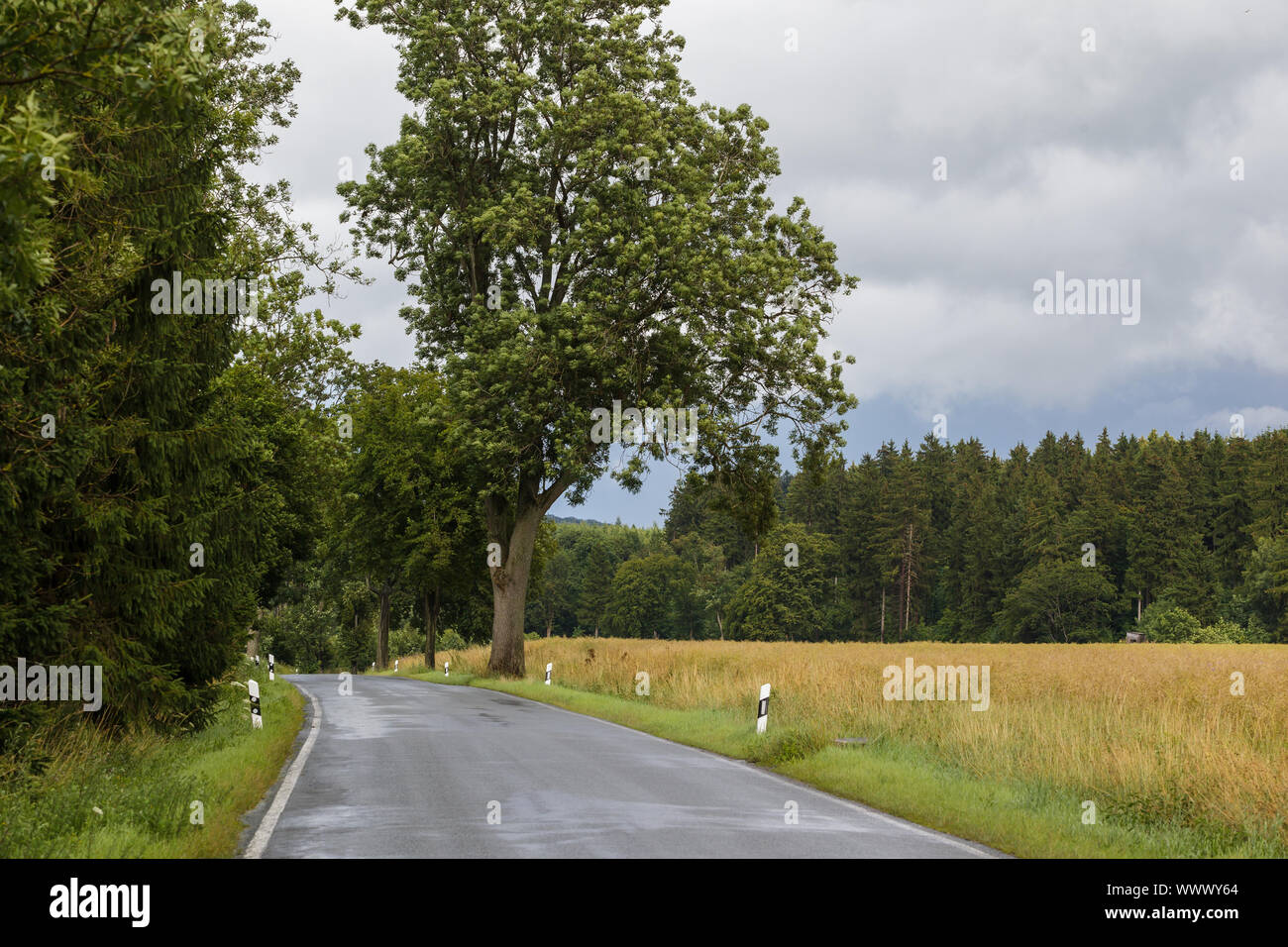 Country road in the Harz Mountains Stock Photo