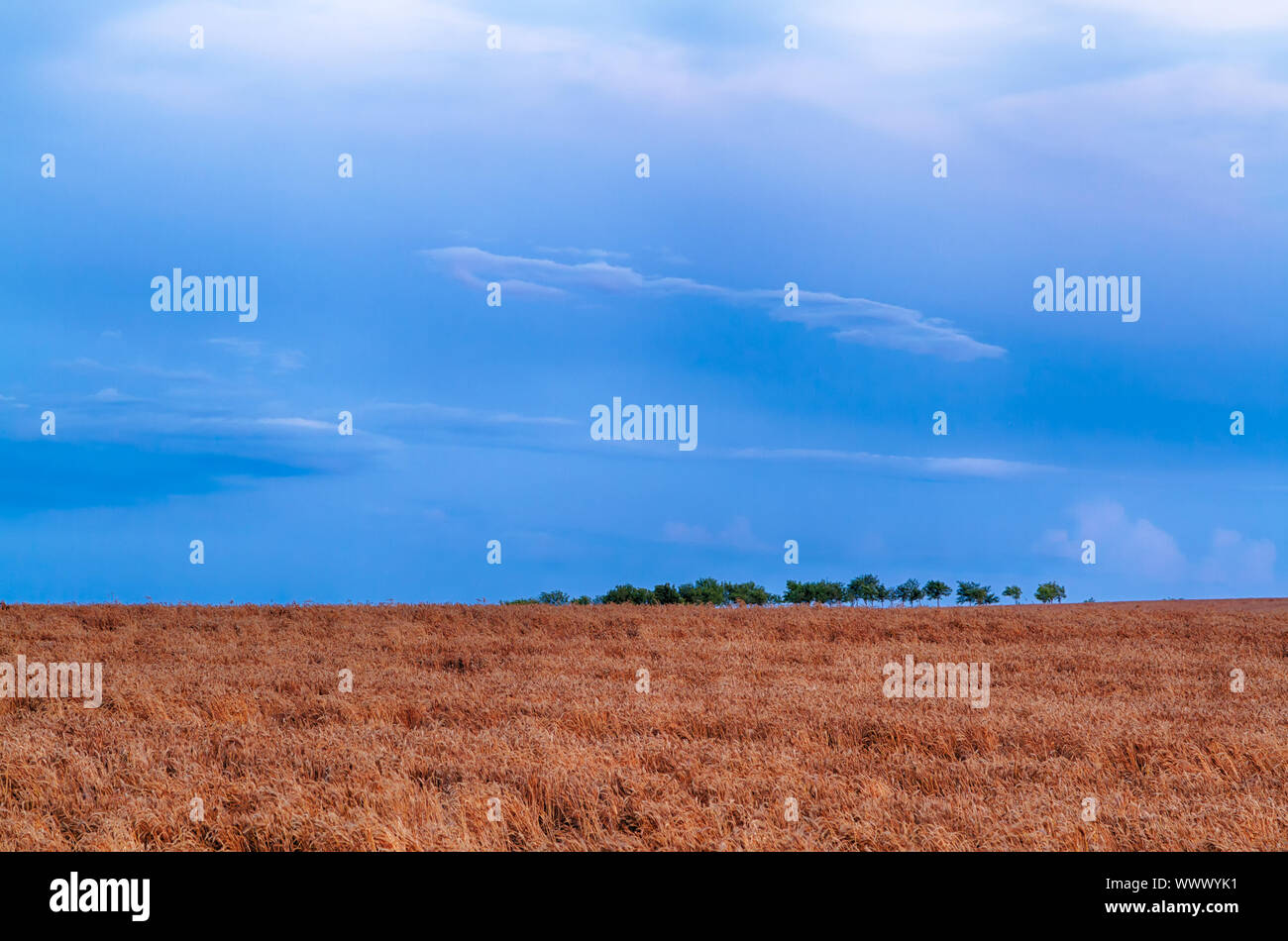 Cornfield and blue evening sky Stock Photo