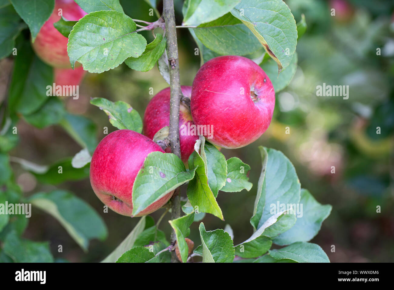 Ostener Kaiserapfel, German apple cultivar, Germany, Europe Stock Photo
