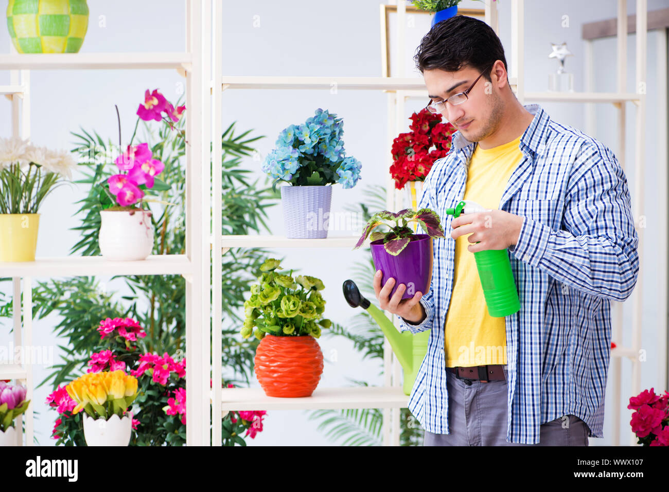 The gardener florist working in a flower shop with house plants Stock Photo Alamy