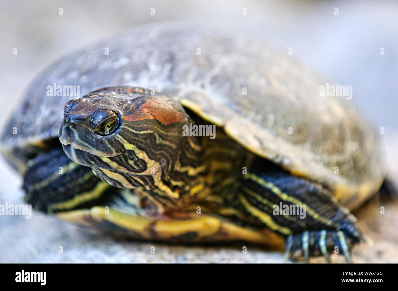 Turtle sitting on rock hi-res stock photography and images - Alamy