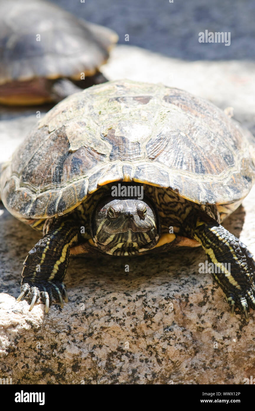 Turtle sitting on rock hi-res stock photography and images - Alamy