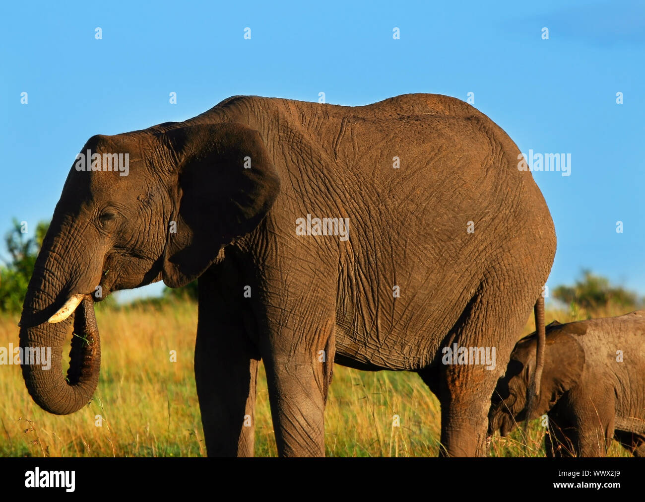 African Elephant in the wild Stock Photo