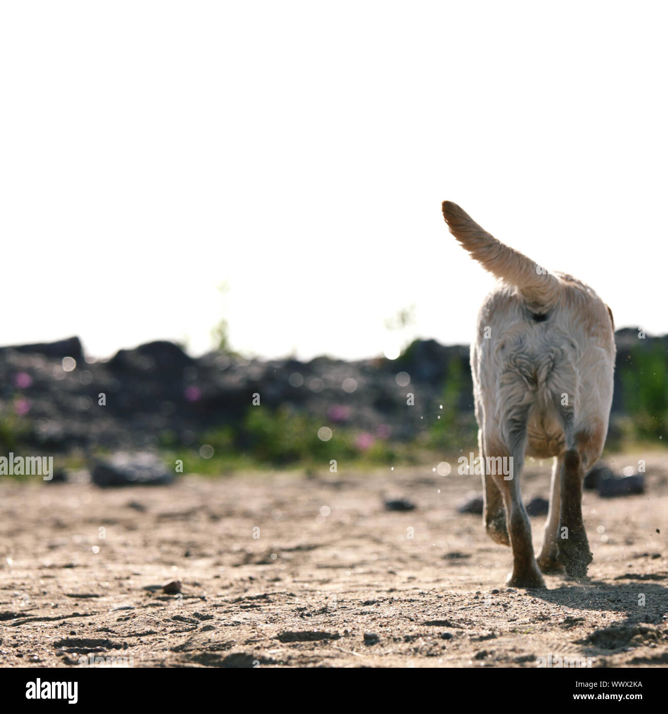 happy dog play on the ground Stock Photo