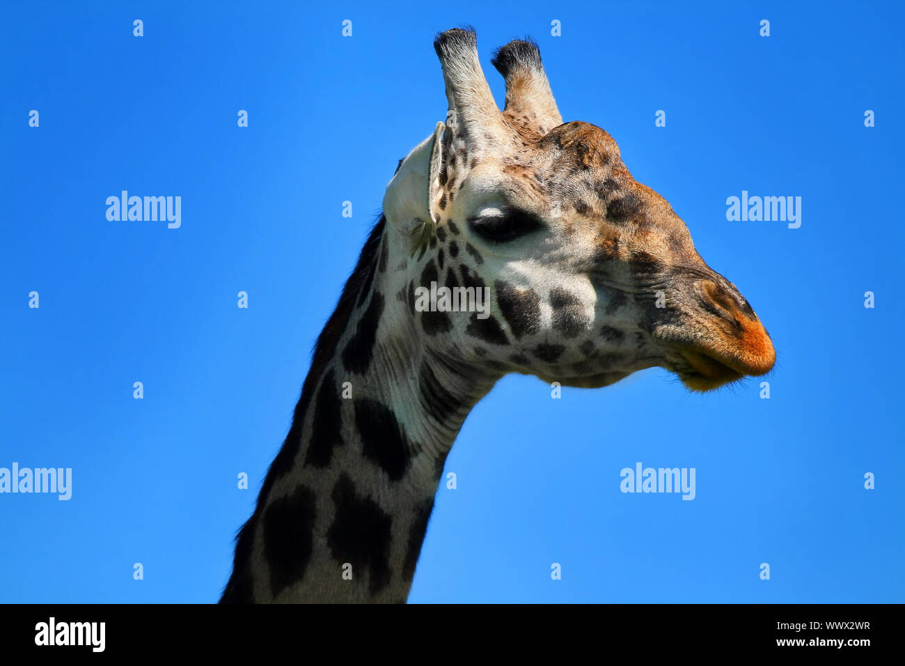 Portrait of Giraffe Stock Photo - Alamy