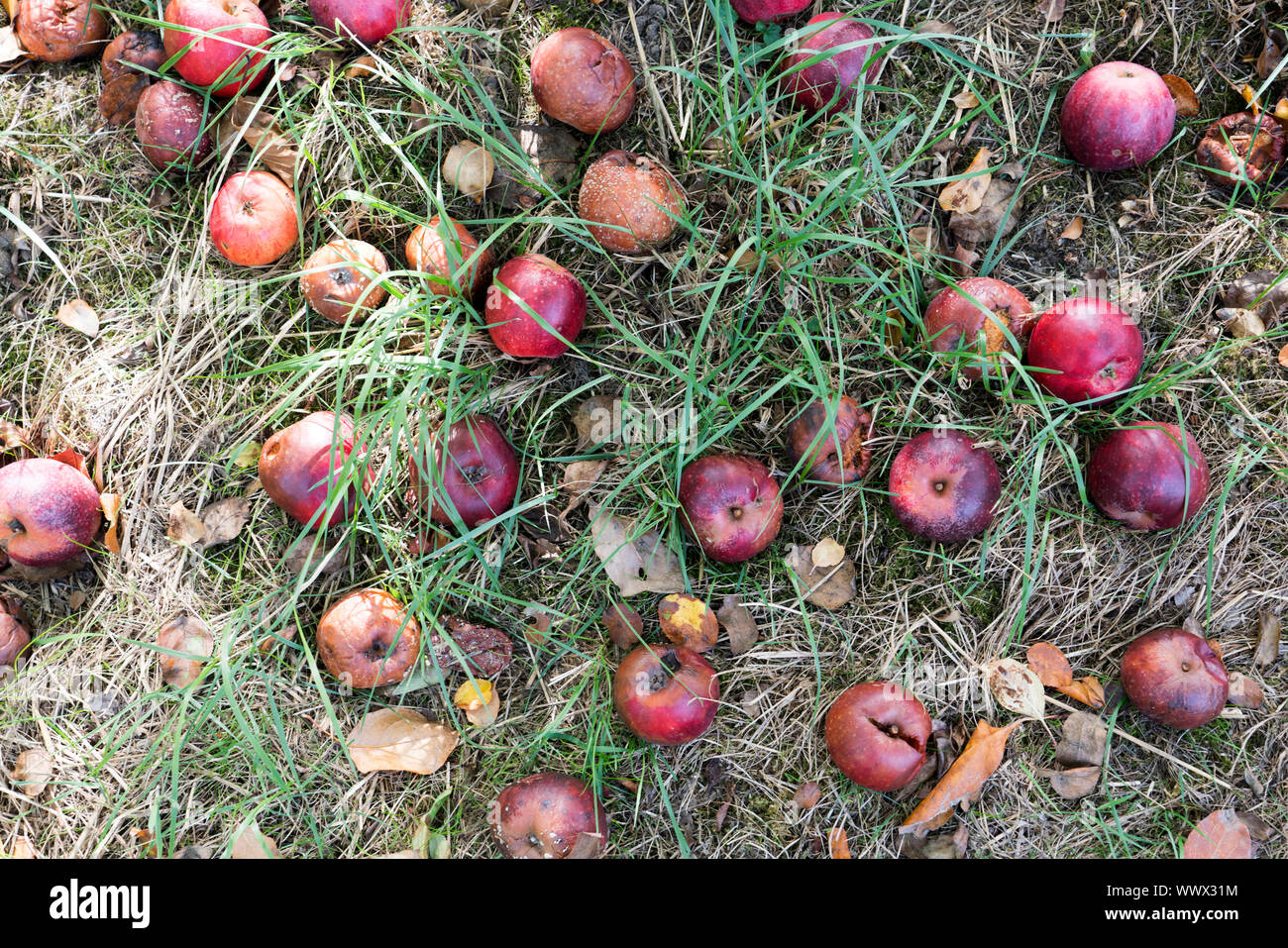 Ostener Kaiserapfel, German apple cultivar, Germany, Europe Stock Photo