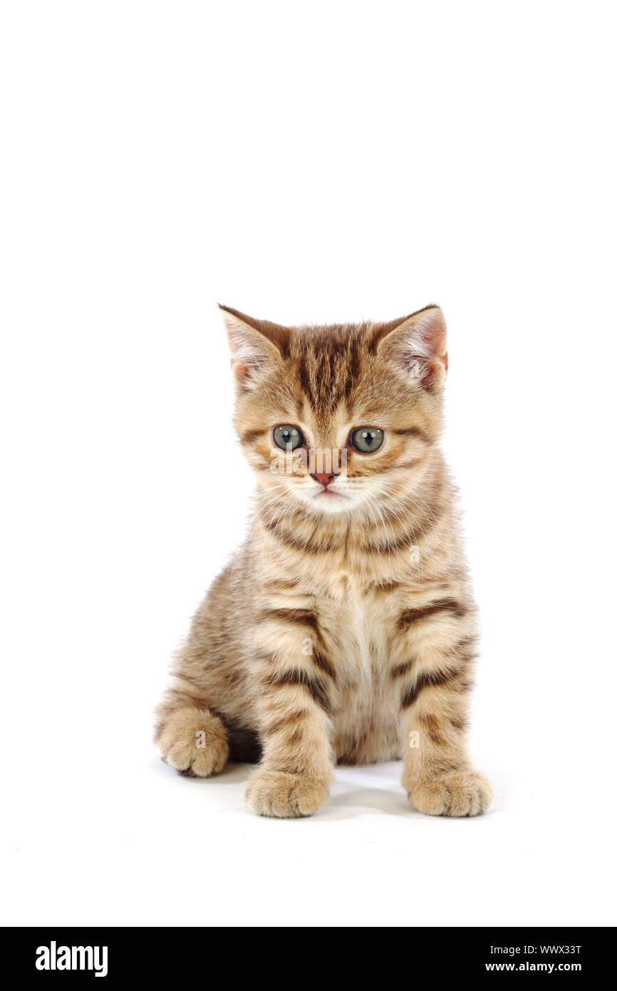 cat isolated on white background Stock Photo - Alamy