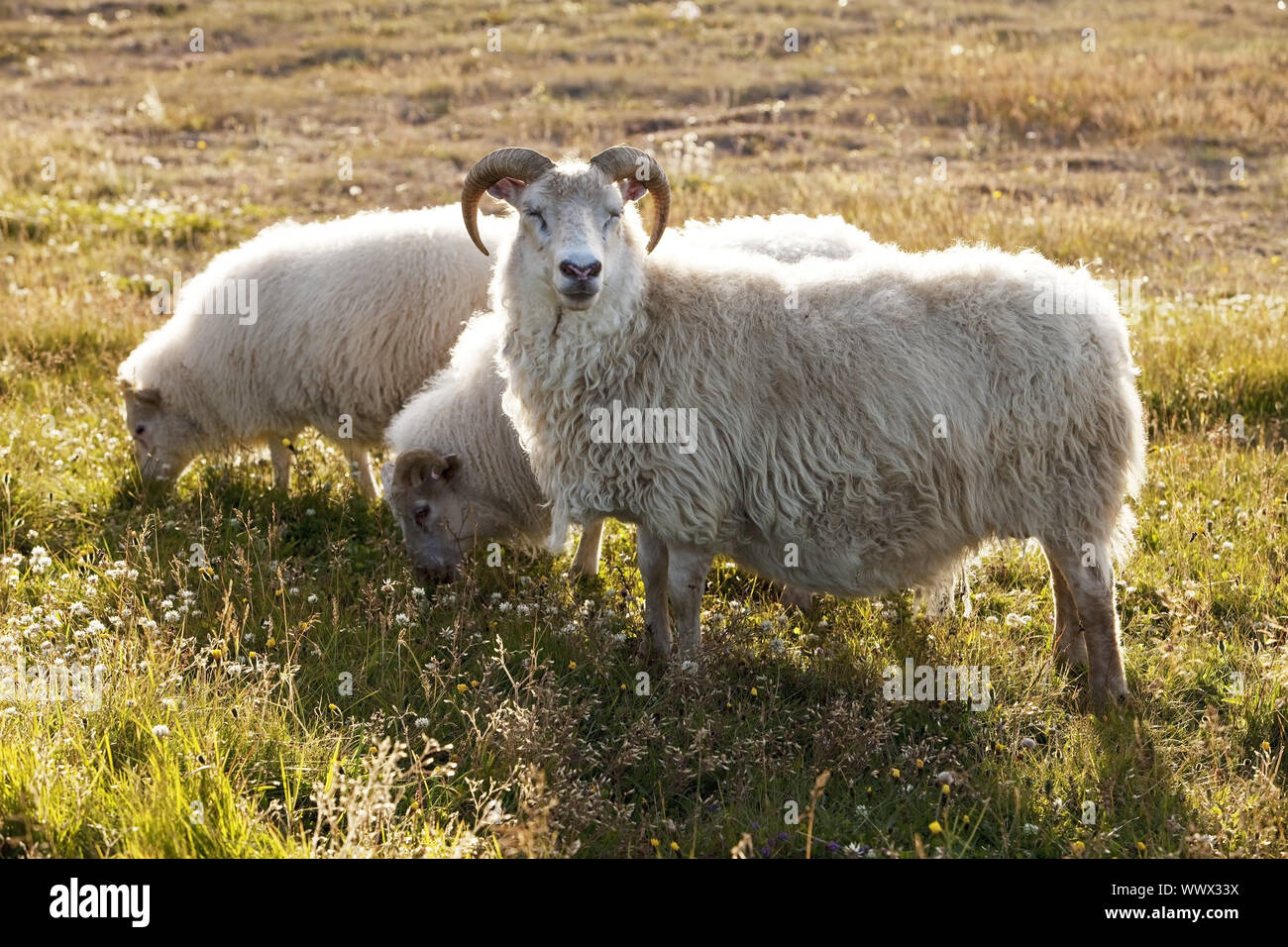 domestic sheep (Ovis ammon f. aries), mother with lambs in evening light, Reykjadiskur, Iceland Stock Photo