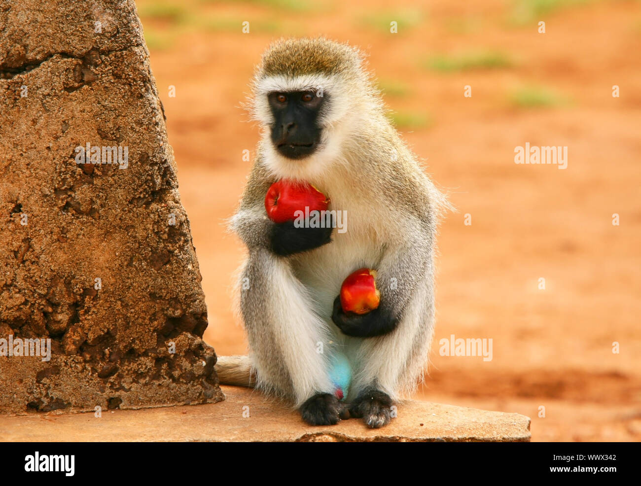 Portrait of wild hungry monkey Stock Photo